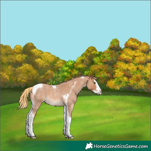 Horse Color:Red Roan Splash Tobiano 