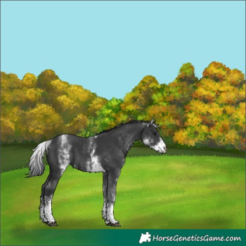 Horse Color:White Spotted Black Tobiano 