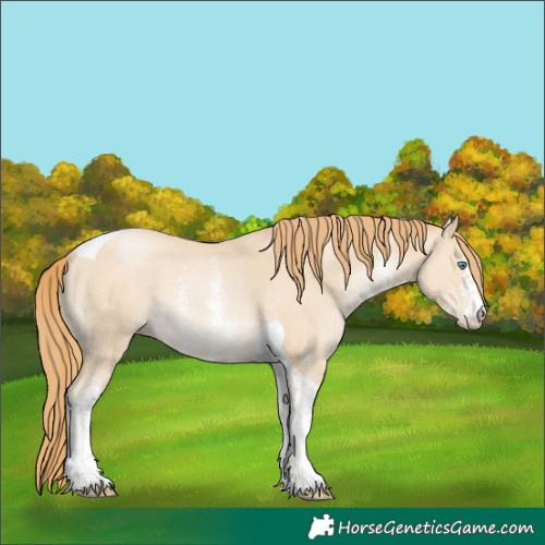 Horse Color:Smoky Black Pearl Sabino Tobiano 