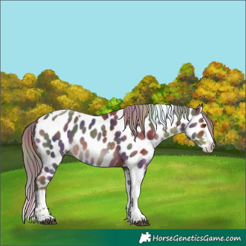 Horse Color:Nacre Liver Chestnut Sabino Splash Tobiano Near Leopard 