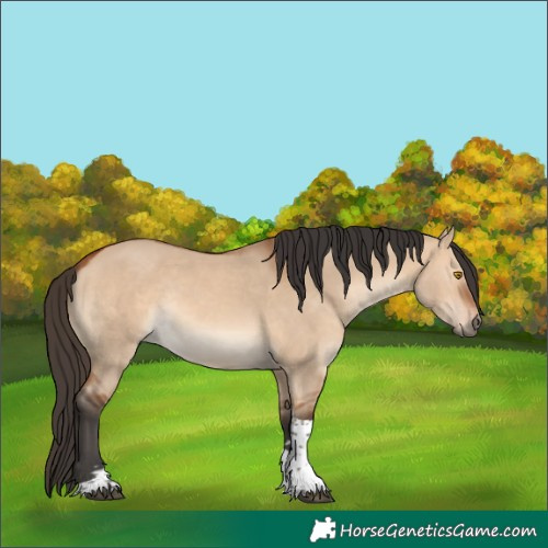 Horse Color:Bay Dun Tobiano Rabicano 