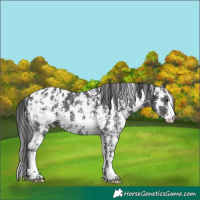 Horse Color:Black Sabino Appaloosa 
