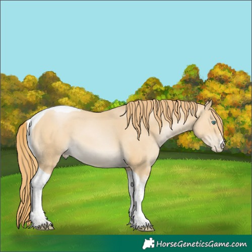Horse Color:Unknown 