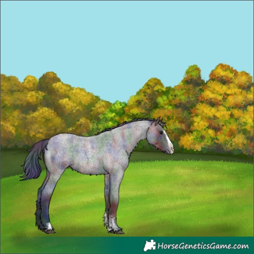 Horse Color:Nacre Blue Roan Sabino Splash Varnish 