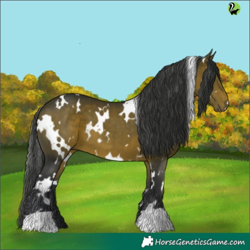 Horse Color:White Spotted Brown 