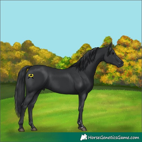 Horse Color:Black 
