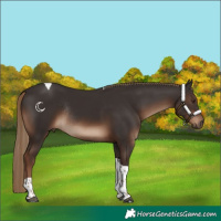 Horse Color:Liver Chestnut Tobiano Rabicano