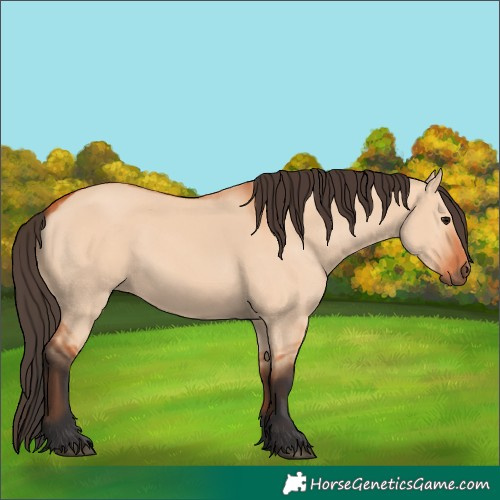 Horse Color:Bay Dun 