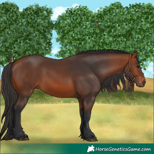 Horse Color:Bay 
