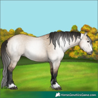 Horse Color:Gray Bay Dun 