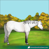 Horse Color:Gray Bay Dun