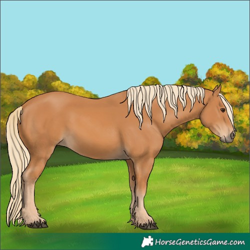 Horse Color:Chestnut 