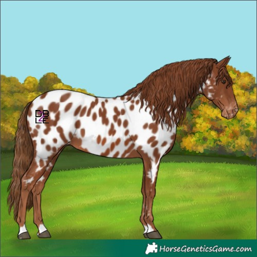 Horse Color:Chestnut Appaloosa