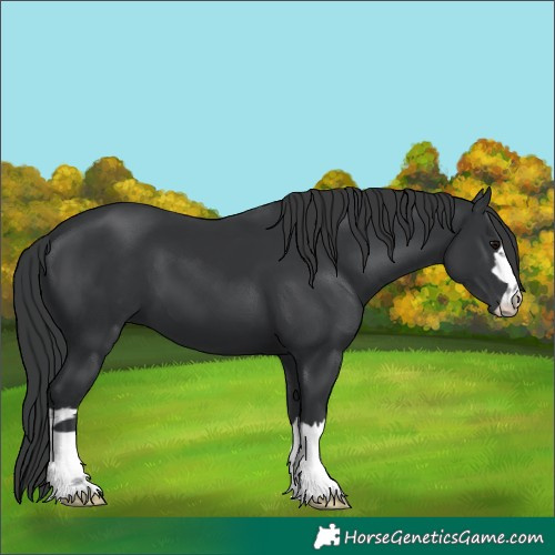 Horse Color:Black 