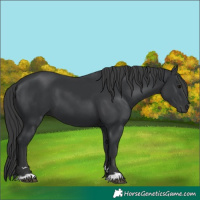 Horse Color:Black 