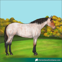 Horse Color:Bay Roan 