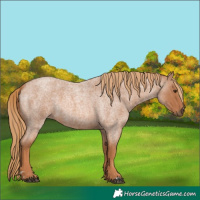 Horse Color:Red Roan
