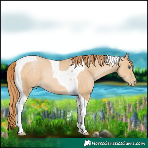 Horse Color:Buckskin Pearl Tobiano 