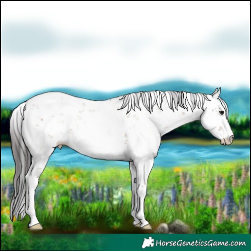 Horse Color:Brown Dun Sabino 