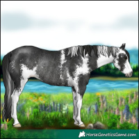 Horse Color:Gray Smoky Black Sabino Rabicano 