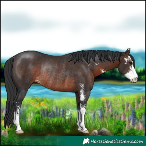 Horse Color:Brown Sabino Rabicano 