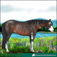 Horse Color:Brown Sabino Rabicano