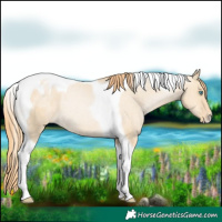 Horse Color:Smoky Grullo Pearl Tobiano Blanket Rabicano