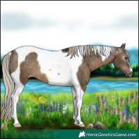 Horse Color:Gray Silver Brown Dun Tobiano Varnish Rabicano 
