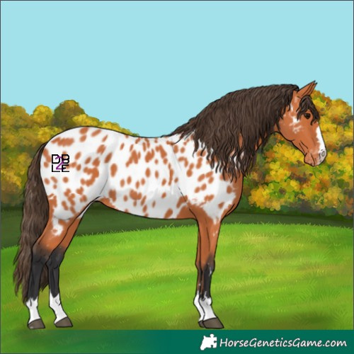 Horse Color:Bay Appaloosa 
