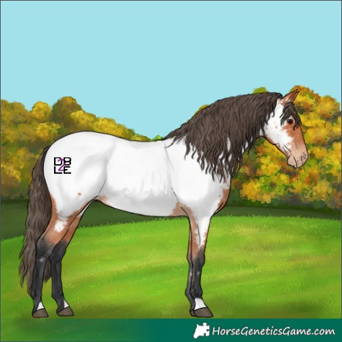 Horse Color:Bay Appaloosa 