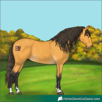 Horse Color:Buckskin 