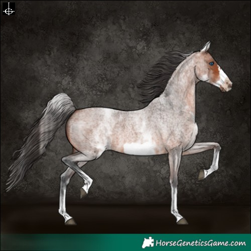 Horse Color:White Spotted Bay Roan Frame 