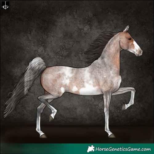 Horse Color:White Spotted Bay Roan Frame 