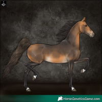Horse Color:Buckskin 