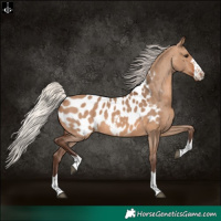 Horse Color:Silver Brown Dun Appaloosa 