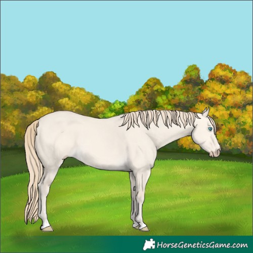 Horse Color:Perlino Dun 