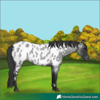 Horse Color:Blue Roan Near Leopard