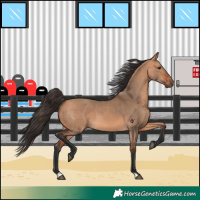 Horse Color:Bay Dun 