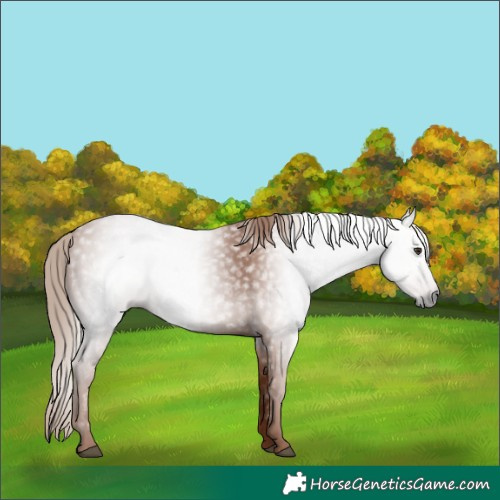 Horse Color:Gray Chestnut 