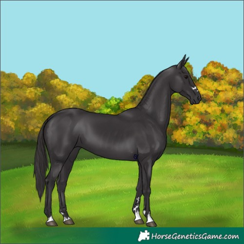 Horse Color:Smoky Black 