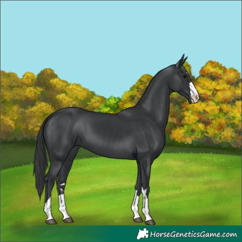 Horse Color:Black 