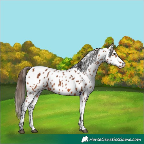 Horse Color:Bay Appaloosa 