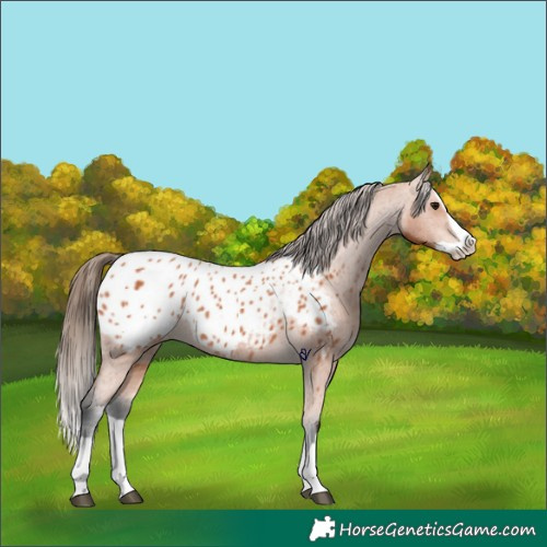 Horse Color:Bay Splash Appaloosa 