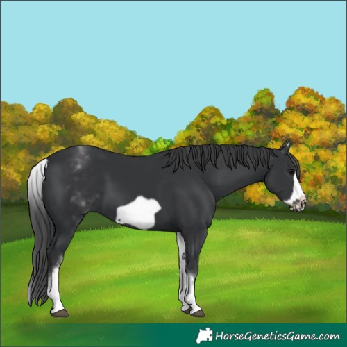 Horse Color:White Spotted Black Frame 