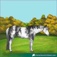 Horse Color:White Spotted Black