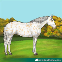 Horse Color:Palomino Near Leopard and Palomino Near Leopard