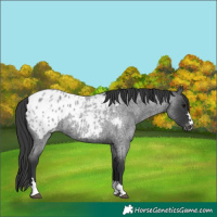 Horse Color:Blue Roan Blanket 