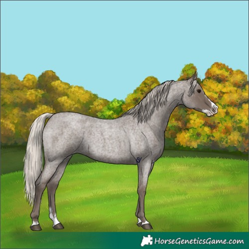 Horse Color:Silver Blue Roan Splash 