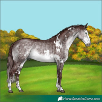 Horse Color:Gray Platinum White Spotted Chocolate Buckskin Dun Mushroom Sabino Rabicano Brindle 