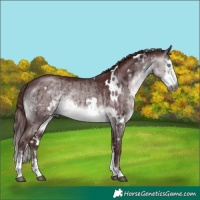 Horse Color:Gray Platinum White Spotted Chocolate Buckskin Dun Mushroom Sabino Rabicano Brindle 
